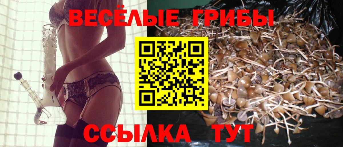 Галлюциногенные грибы Psilocybine cubensis Вологда